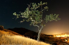 Valley Oak over Agoura Hills