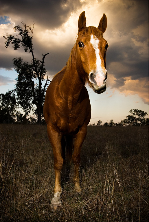 Cattle Stations, Australia