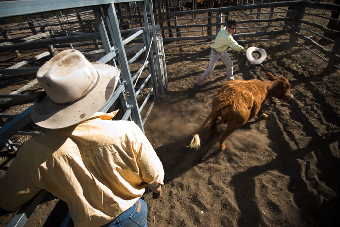 Cattle Stations, Australia