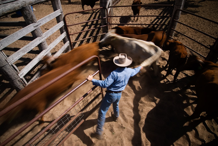 Cattle Stations, Australia